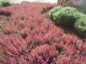 Gli agricoltori hobbisti dell’Emilia Romagna sono i più fortunati, unica regione ad aver attivato corsi e-learning