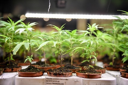 cannabis piante