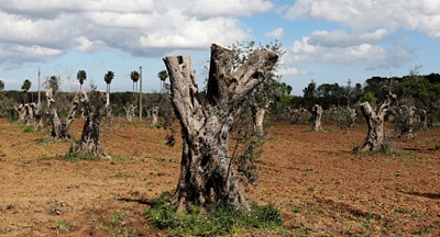 xylella