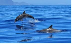 Moria di delfini sulle spiagge toscane