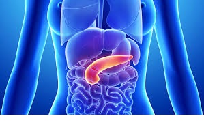 pancreas