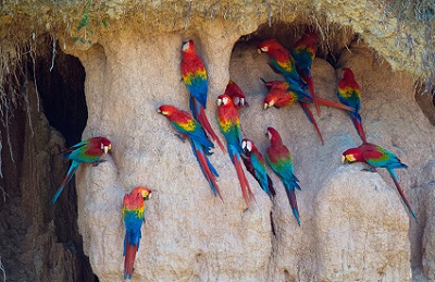 planet e.: Der Wert der Artenvielfalt