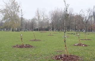 alberi Bologna