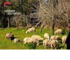 Bracciano/ Ritrovato dai carabinieri un gregge rubato, subito restituito al proprietario