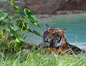 tigre