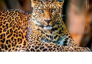 leopardo