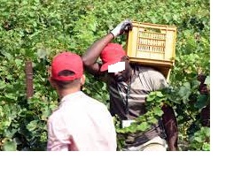 Vino/ Diritti umani, dalla Svezia ombre sui comportamenti in alcune regioni italiane