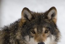 Cronaca nazionale/ A passeggio con il cane, donna viene attaccata da un lupo