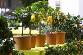 Zuliani Sgaravatti (Assoverde): “Cultura del verde sin da scuola primaria”